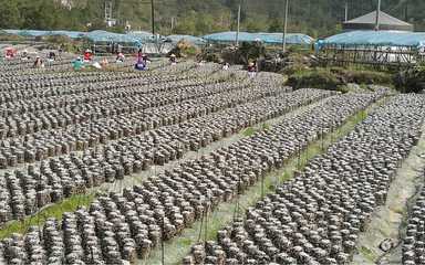風(fēng)景秀麗、民風(fēng)淳樸！荔波這個(gè)村，定藏著你向往的鄉(xiāng)愁與鮮果之樂