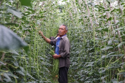 貴州獨山:盛夏顯生機 碩果滿目新